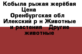 Кобыла рыжая жерёбая › Цена ­ 100 000 - Оренбургская обл., Илекский р-н Животные и растения » Другие животные   . Оренбургская обл.